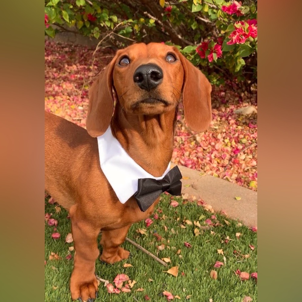 Dog Bow Tie